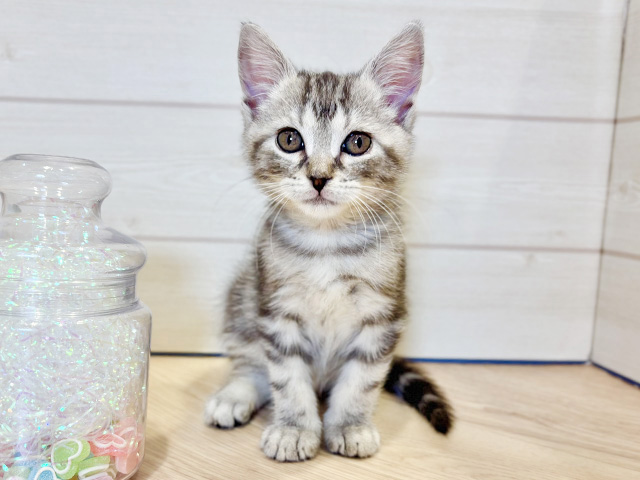神奈川県のアメリカンショートヘアー (ペッツファースト川崎店/2025年9月13日生まれ/男の子/シルバータビー)の子猫の1枚目の画像
