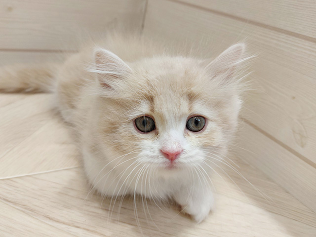 広島県のサイベリアン (ペッツファースト広島府中店/2025年9月13日生まれ/女の子/クリームタビーホワイト)の子猫の1枚目の画像