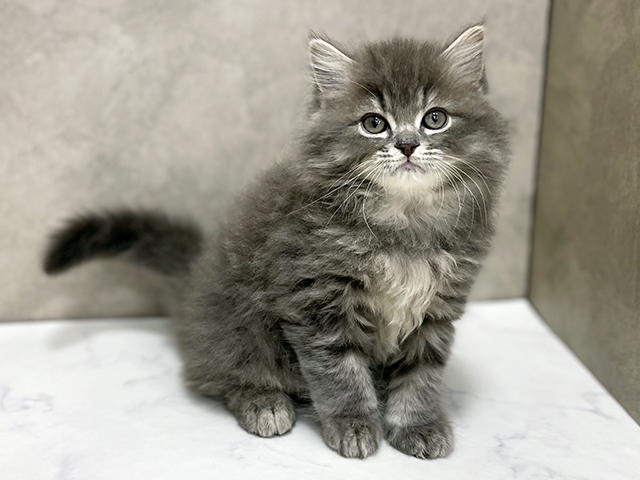 東京都のラガマフィン (ペッツファースト池袋店/2025年9月11日生まれ/男の子/ブルータビー)の子猫