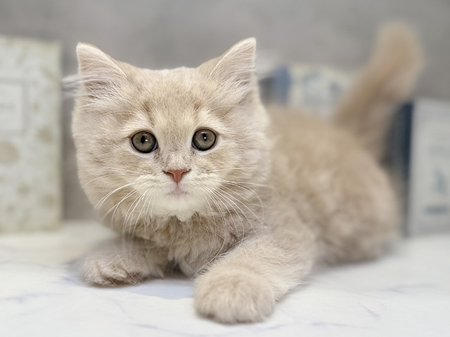 埼玉県のラガマフィン (ペッツファースト川口店/2025年9月11日生まれ/男の子/クリームタビー)の子猫の1枚目の画像