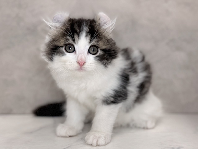 埼玉県のアメリカンカール (ペッツファーストPETEMOレイクタウンmori店/2025年9月12日生まれ/男の子/ブラウンタビーホワイト)の子猫の1枚目の画像