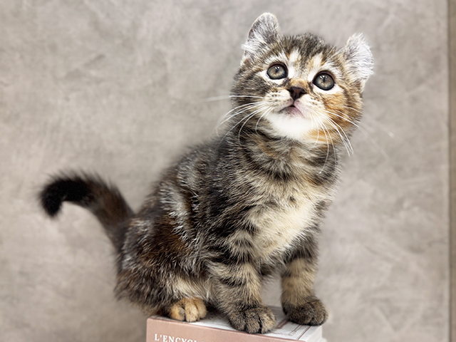 アメリカンカール