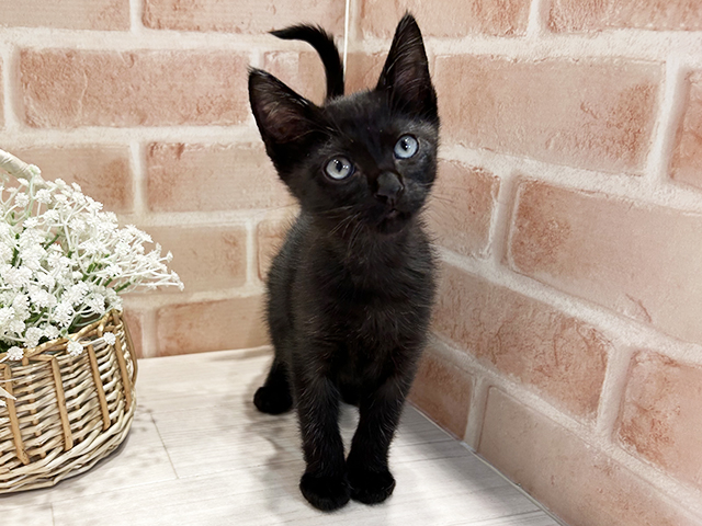 オリエンタルショートヘアー