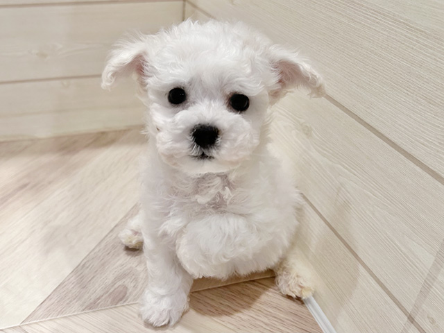 ビションフリーゼ