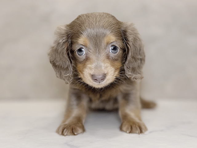 埼玉県のカニンヘンダックスフンド(ロング) (ペッツファーストPETEMOレイクタウンmori店/2025年9月16日生まれ/男の子/イザベラタン)の子犬の1枚目の画像