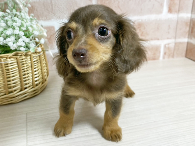 広島県のカニンヘンダックスフンド(ロング) (ペッツファースト広島本通店/2025年9月16日生まれ/女の子/チョコレートタン)の子犬