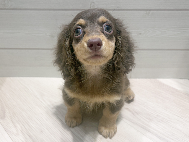 千葉県のカニンヘンダックスフンド(ロング) (ペッツファーストおゆみ野店/2025年9月16日生まれ/男の子/チョコレートタン)の子犬の1枚目の画像