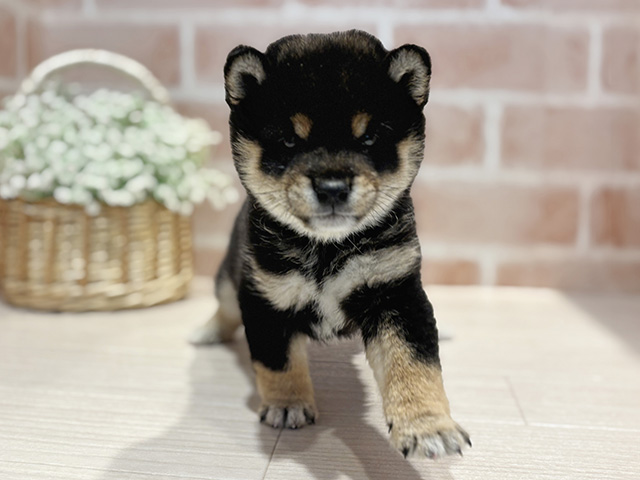 神奈川県の豆柴 (ペッツファースト横浜元町店/2025年9月16日生まれ/男の子/黒)の子犬の1枚目の画像
