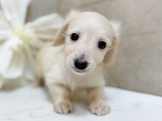 東京都のミニチュアダックスフンド(ロング) (ペッツファースト恵比寿店/2025年9月16日生まれ/男の子/イエロー)の子犬の1枚目の画像