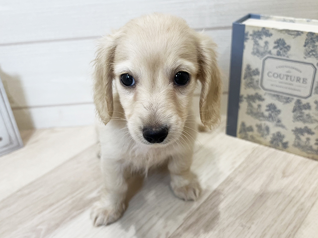 愛知県のミニチュアダックスフンド(ロング) (ペッツファースト岡崎店/2025年9月16日生まれ/女の子/イエロー)の子犬