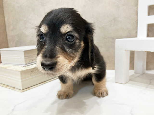 ミニチュアダックスフンド