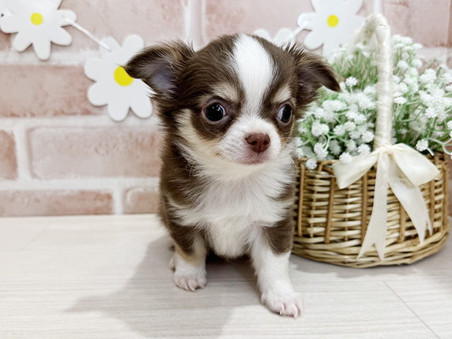 鹿児島県のチワワ(ロング) (ペッツファースト鹿児島店/2025年9月14日生まれ/男の子/チョコレートタンホワイト)の子犬の1枚目の画像