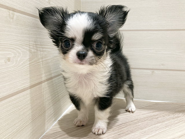 東京都のチワワ(ロング) (ペッツファースト豊洲店/2025年9月14日生まれ/女の子/ブラックタンホワイト)の子犬の1枚目の画像