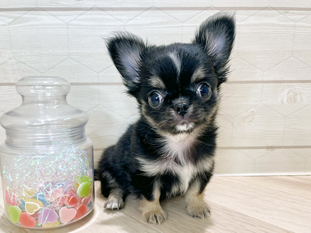 埼玉県のチワワ(ロング) (ペッツファーストレイクタウン店/2025年9月16日生まれ/女の子/ブラックタン)の子犬の1枚目の画像