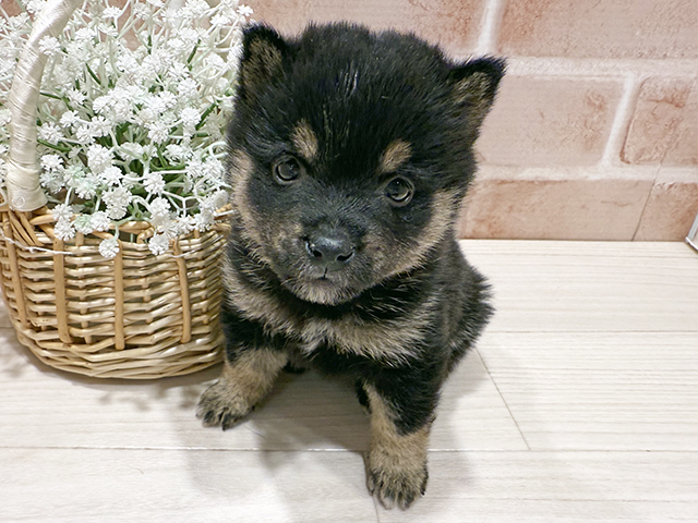 東京都の豆柴 (ペッツファースト町田店/2025年9月16日生まれ/男の子/黒)の子犬の1枚目の画像