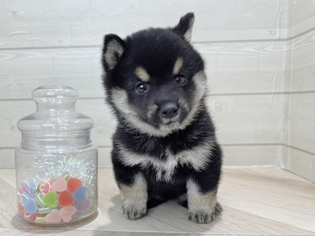 埼玉県の豆柴 (ペッツファーストレイクタウン店/2025年9月16日生まれ/女の子/黒)の子犬の1枚目の画像