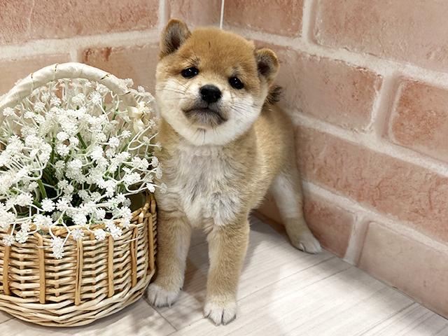 東京都の豆柴 (ペッツファースト町田店/2025年9月16日生まれ/男の子/赤)の子犬の1枚目の画像