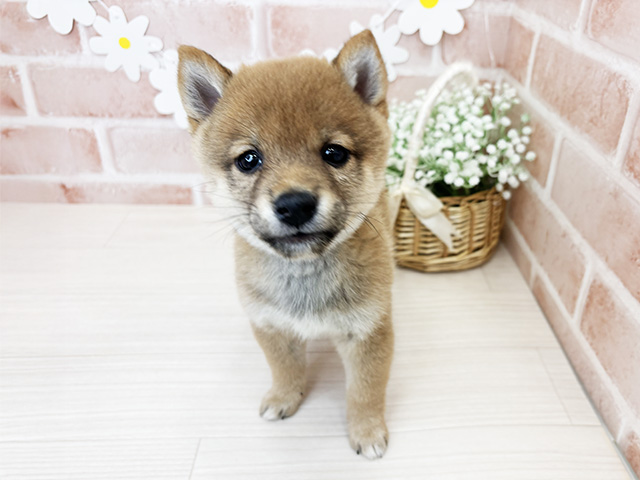 鹿児島県の豆柴 (ペッツファースト鹿児島店/2025年9月16日生まれ/男の子/赤)の子犬の1枚目の画像