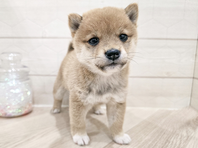 東京都の豆柴 (ペッツファースト吉祥寺サンロード店/2025年9月16日生まれ/女の子/赤)の子犬