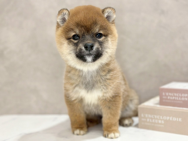 東京都の豆柴 (ペッツファースト武蔵小山店/2025年9月14日生まれ/男の子/赤)の子犬の1枚目の画像