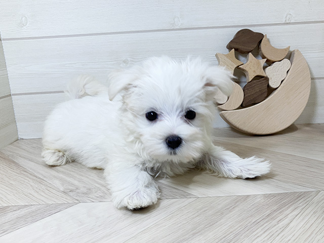 鳥取県のマルチーズ (ペッツファースト日吉津店/2025年9月16日生まれ/男の子/ホワイト)の子犬