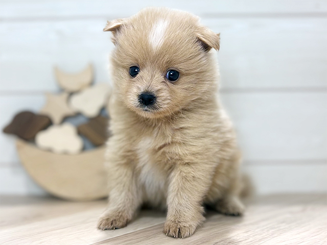 東京都のポメプー(ポメラニアン×プードル) (ペッツファースト吉祥寺本店/2025年9月14日生まれ/男の子/クリーム)の子犬