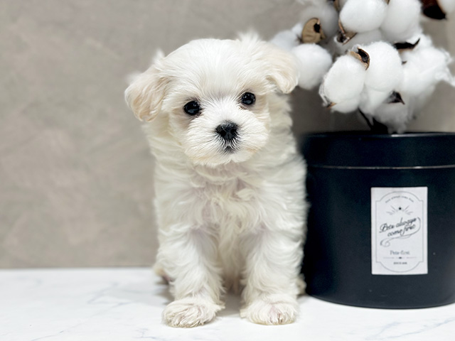 東京都のマルプー(マルチーズ×プードル) (ペッツファースト代官山店/2025年9月15日生まれ/女の子/クリームホワイト)の子犬の1枚目の画像