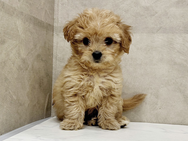 愛知県のチワプー/プーチー(チワワ×プードル) (ペッツファースト一宮店/2025年9月15日生まれ/男の子/クリーム)の子犬の1枚目の画像