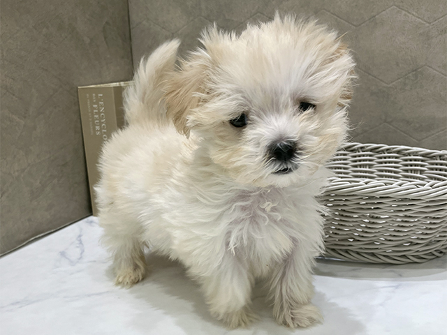 東京都のマルプー(マルチーズ×プードル) (ペッツファースト晴海店/2025年9月14日生まれ/男の子/クリーム)の子犬の1枚目の画像