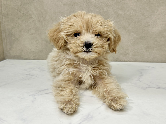 愛知県のマルプー(マルチーズ×プードル) (ペッツファースト一宮店/2025年9月14日生まれ/女の子/クリームホワイト)の子犬の1枚目の画像