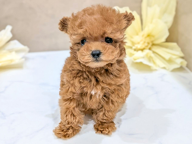 大阪府のトイプードル(ティーカップ) (ペッツファースト難波店/2025年9月16日生まれ/男の子/レッドフォーン)の子犬