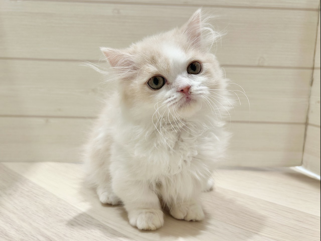 東京都のミヌエット (ペッツファースト豊洲店/2025年9月12日生まれ/男の子/クリームホワイト)の子猫