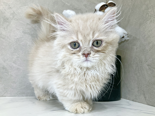 東京都のミヌエット (ペッツファーストららぽーと立川立飛店/2025年9月12日生まれ/男の子/クリームホワイト)の子猫の1枚目の画像