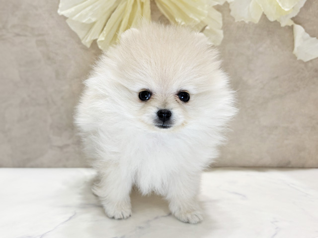 兵庫県のポメラニアン (ペッツファースト神戸三宮センター街店/2025年9月16日生まれ/女の子/クリーム)の子犬の1枚目の画像