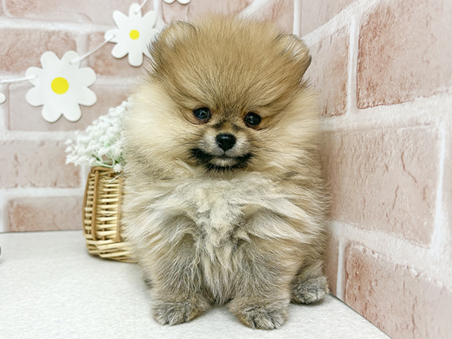 東京都のポメラニアン (ペッツファーストお台場店/2025年9月15日生まれ/女の子/オレンジ)の子犬