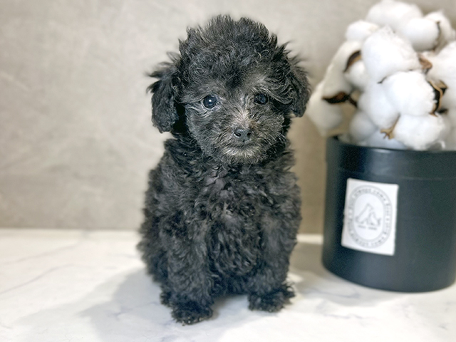 大阪府のトイプードル(タイニー) (ペッツファースト茶屋町店/2025年9月16日生まれ/女の子/シルバー)の子犬の1枚目の画像