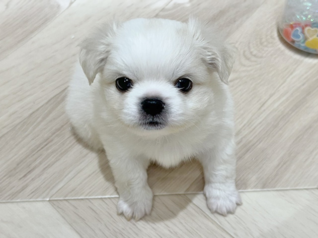 大阪府のチワペキ/ペキチー/ペキチワ(チワワ×ペキニーズ) (ペッツファーストららぽーと門真店/2025年9月15日生まれ/男の子/クリームホワイト)の子犬の1枚目の画像