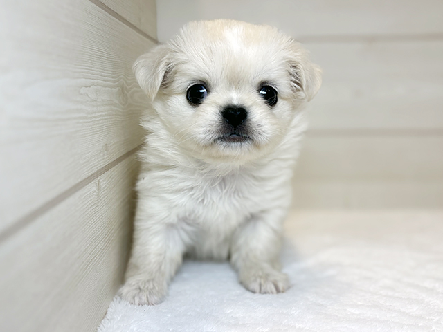 東京都のチワペキ/ペキチー/ペキチワ(チワワ×ペキニーズ) (ペッツファースト麻布十番店/2025年9月15日生まれ/女の子/クリームホワイト)の子犬の1枚目の画像