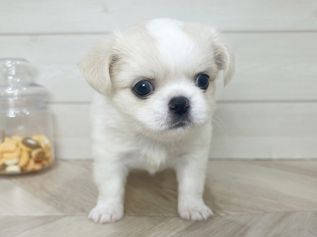 兵庫県のチワペキ/ペキチー/ペキチワ(チワワ×ペキニーズ) (ペッツファースト神戸元町店/2025年9月15日生まれ/女の子/クリームホワイト)の子犬の1枚目の画像