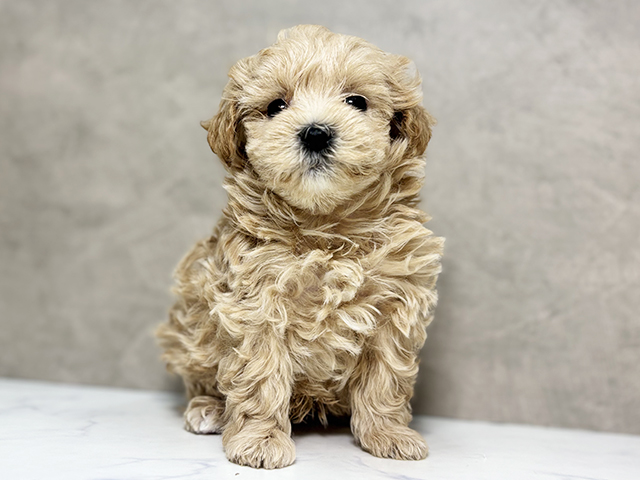 大阪府のマルプー(マルチーズ×プードル) (ペッツファースト東大阪店/2025年9月15日生まれ/男の子/アプリコット)の子犬の1枚目の画像