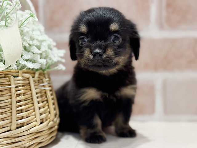 大阪府のチワックス(チワワ×ダックス) (ペッツファースト北心斎橋店/2025年9月16日生まれ/女の子/ブラックタン)の子犬の1枚目の画像
