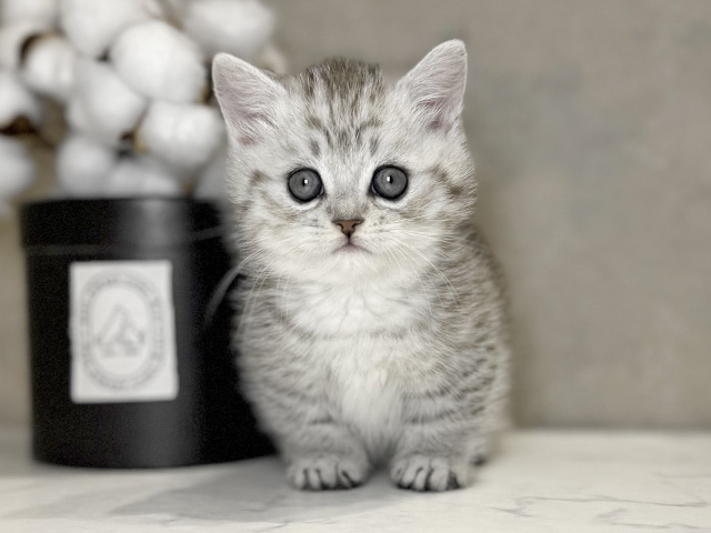 大阪府のマンチカン (ペッツファースト茶屋町店/2025年9月15日生まれ/男の子/シルバータビー)の子猫の1枚目の画像