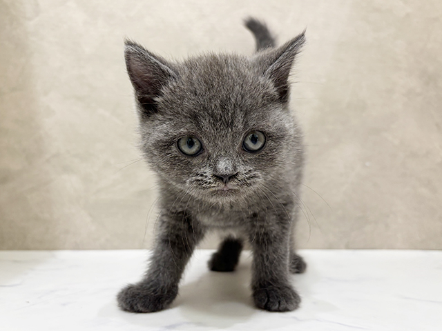 東京都のブリティッシュショートヘアー (ペッツファーストららぽーと立川立飛店/2025年9月16日生まれ/男の子/ブルー)の子猫の1枚目の画像