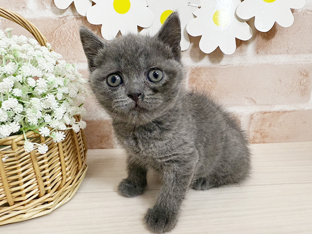静岡県のブリティッシュショートヘアー (ペッツファースト富士南店/2025年9月16日生まれ/男の子/ブルー)の子猫の1枚目の画像