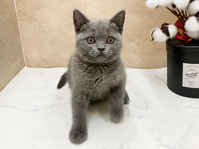広島県のブリティッシュショートヘアー (ペッツファースト宇品店/2025年9月16日生まれ/女の子/ブルー)の子猫