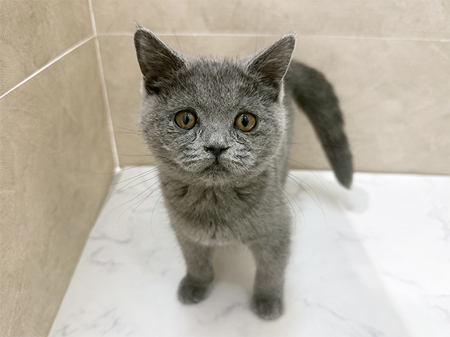 福岡県のブリティッシュショートヘアー (ペッツファースト福津店/2025年9月16日生まれ/女の子/ブルー)の子猫の1枚目の画像