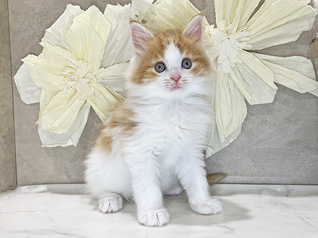 兵庫県のメインクーン (ペッツファースト神戸三宮センター街店/2025年9月11日生まれ/男の子/レッドタビーホワイト)の子猫の1枚目の画像