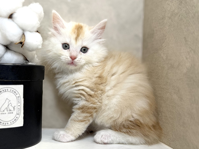 大阪府のメインクーン (ペッツファースト茶屋町店/2025年9月11日生まれ/男の子/クリームタビーホワイト)の子猫
