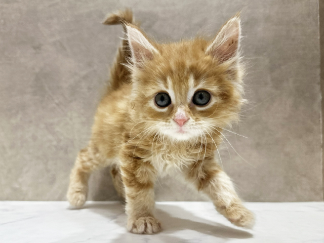 京都府のメインクーン (ペッツファースト京都四条河原町店/2025年9月16日生まれ/男の子/レッドタビー)の子猫の1枚目の画像