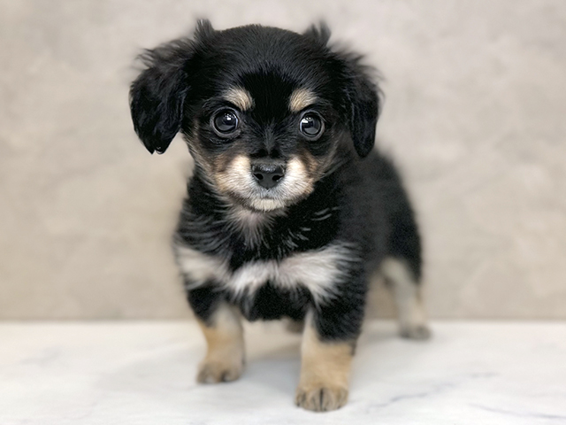 埼玉県のチワックス(チワワ×ダックス) (ペッツファーストPETEMOレイクタウンmori店/2025年9月14日生まれ/男の子/ブラックタン)の子犬の1枚目の画像